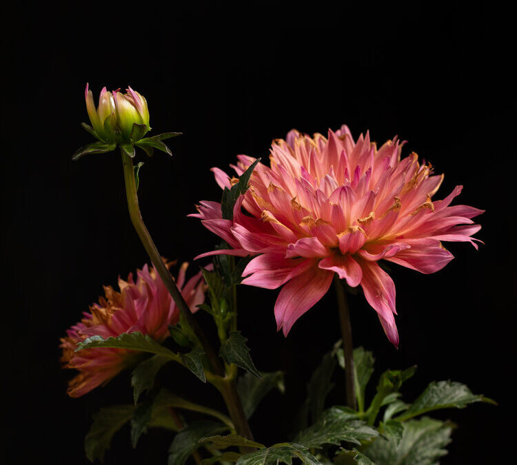 NATURE MORTE